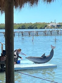 Dolphin at rclose by esearch center