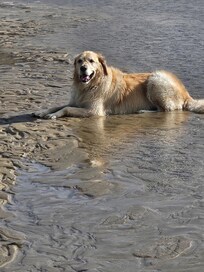 Finn loved the ocean
