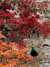 Beautiful Flora and Fauna