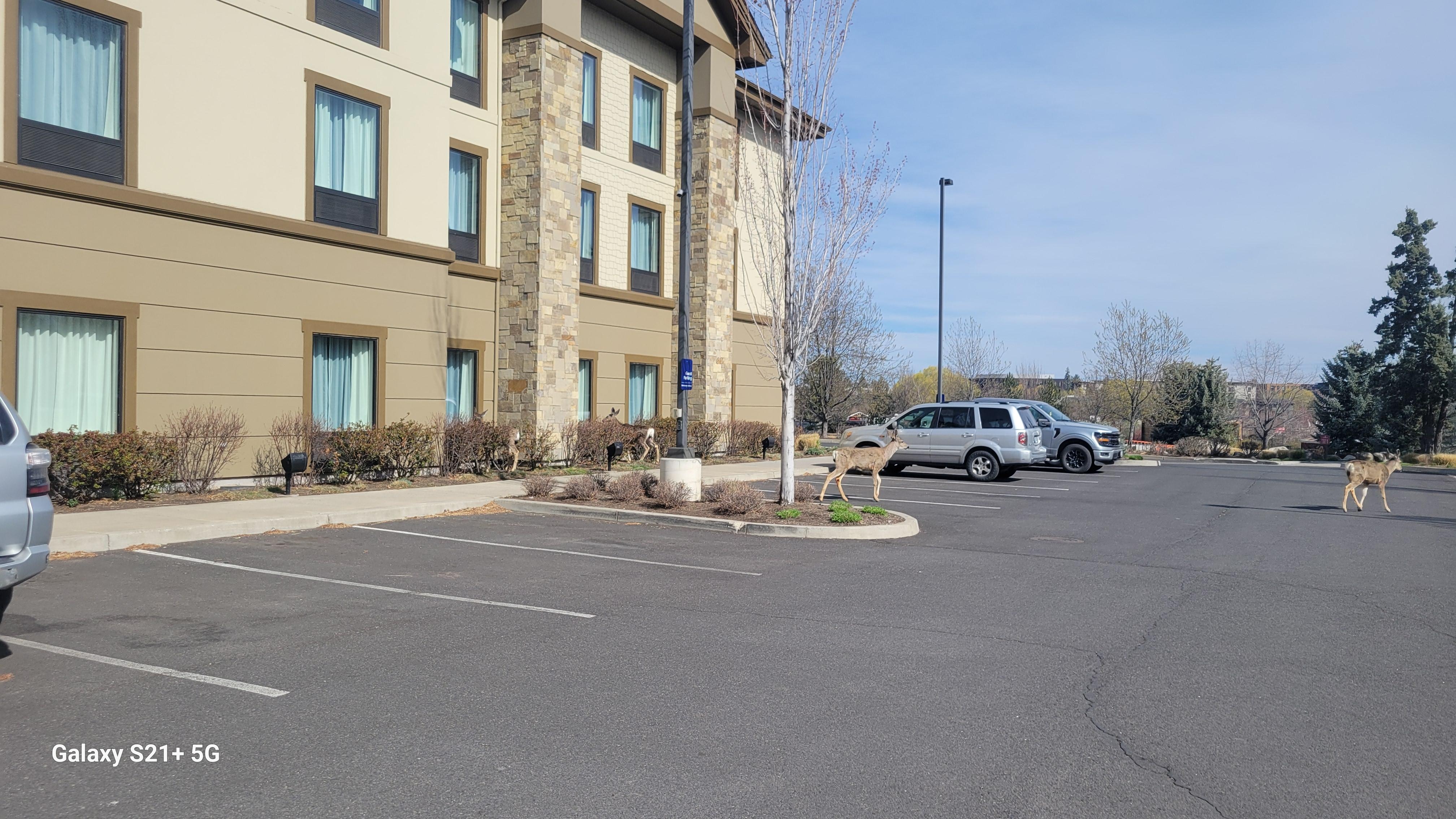 Wildlife in the parking lot 