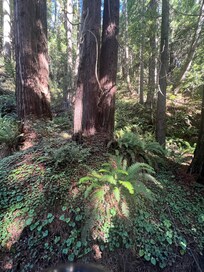 Beautiful redwoods