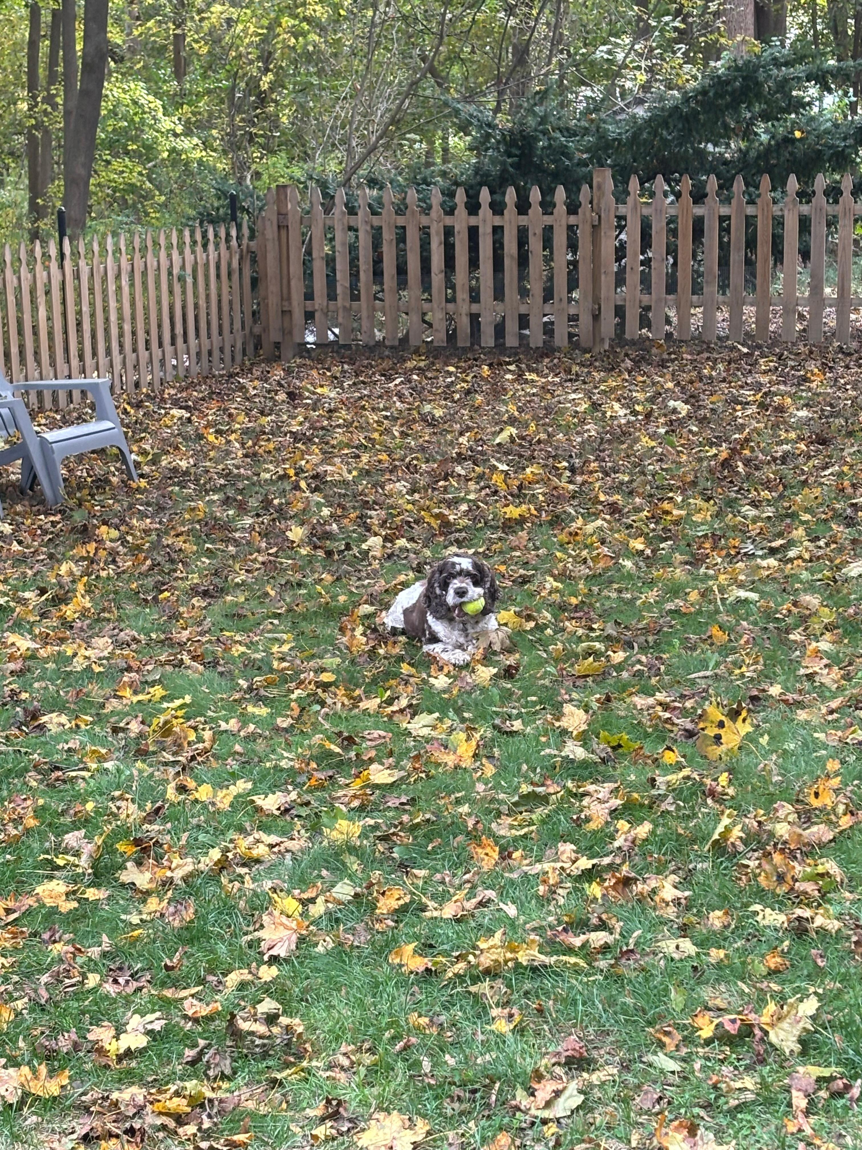 One of our boys enjoying his ball amongst the fenced in foliage. 