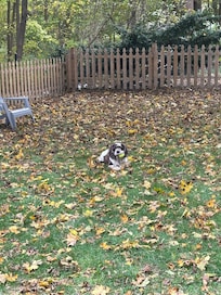 One of our boys enjoying his ball amongst the fenced in foliage.