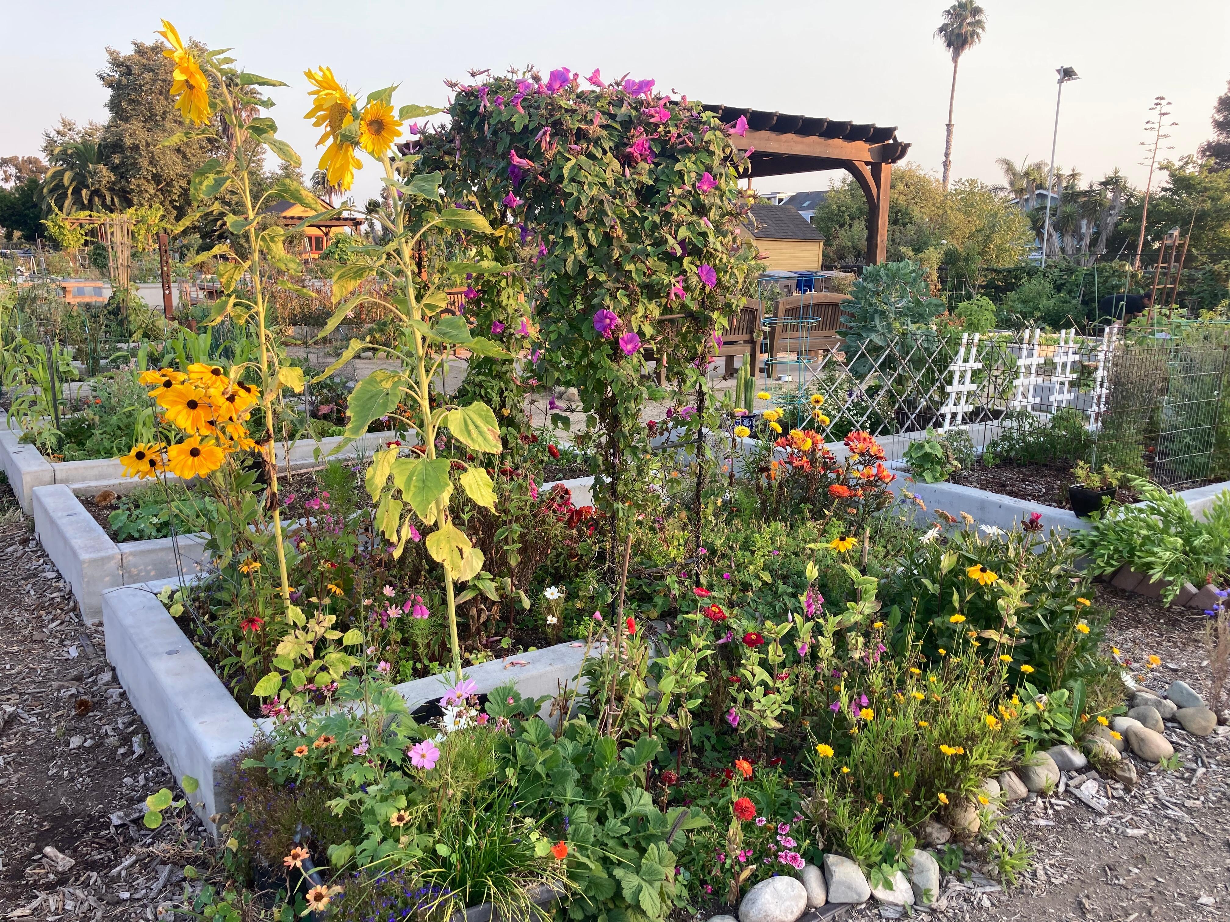 Lovely community garden 