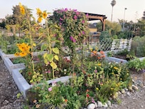 Lovely community garden