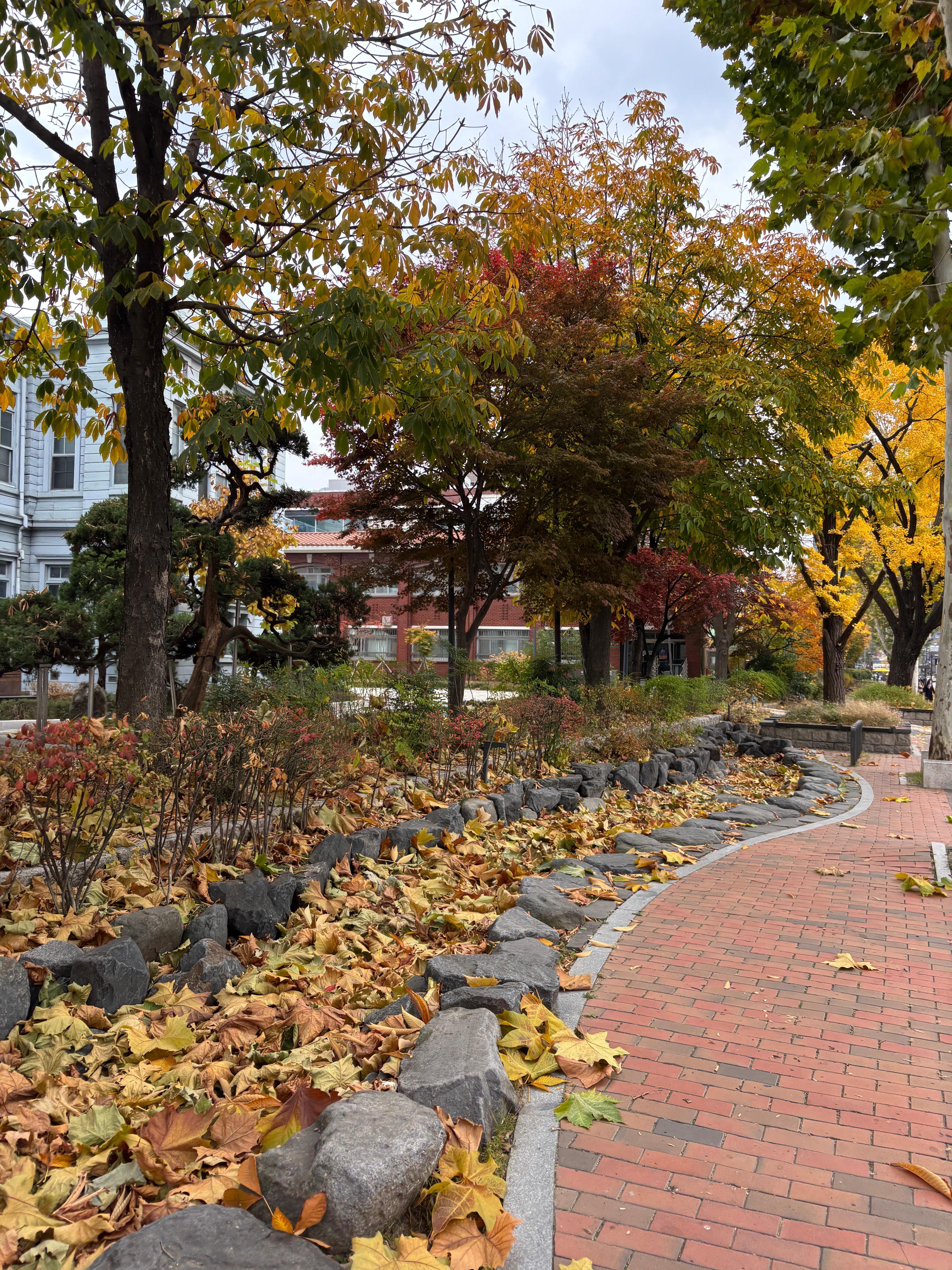 駅までの道のり。紅葉が綺麗だったよ