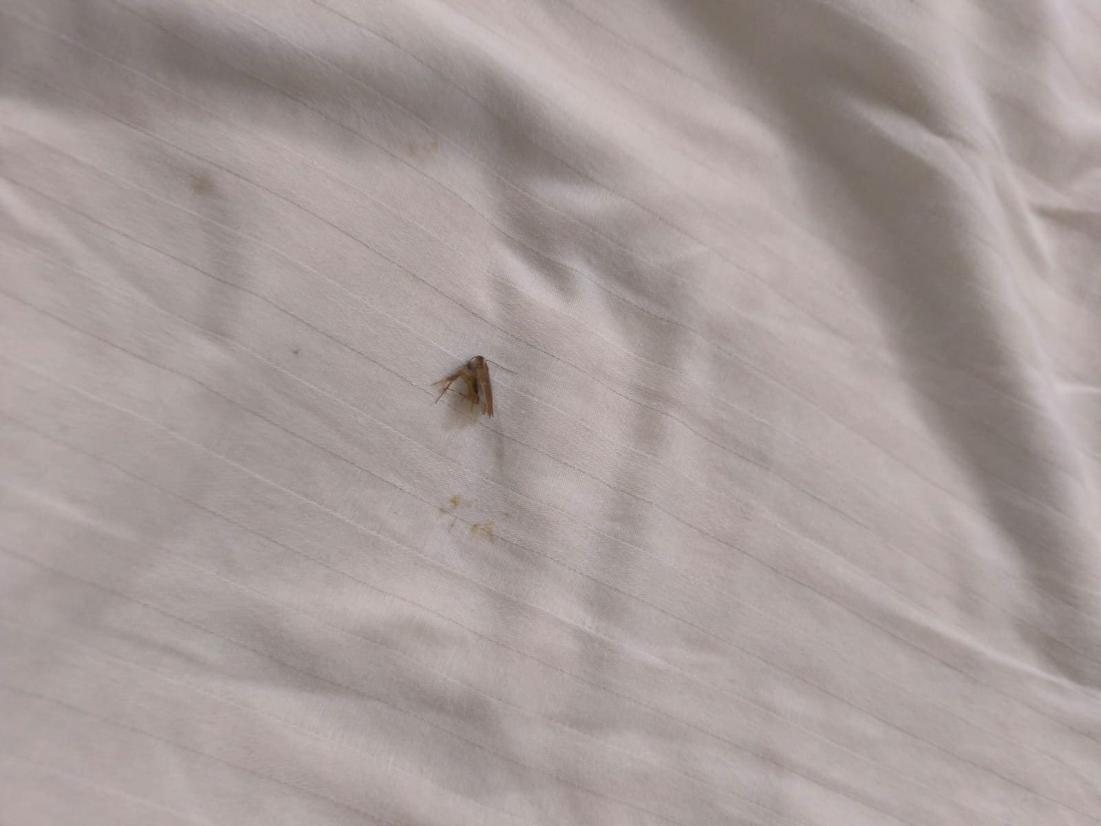 levante la sabana para acostarme y estaba viva entre las sabanas 