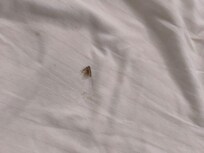 levante la sabana para acostarme y estaba viva entre las sabanas