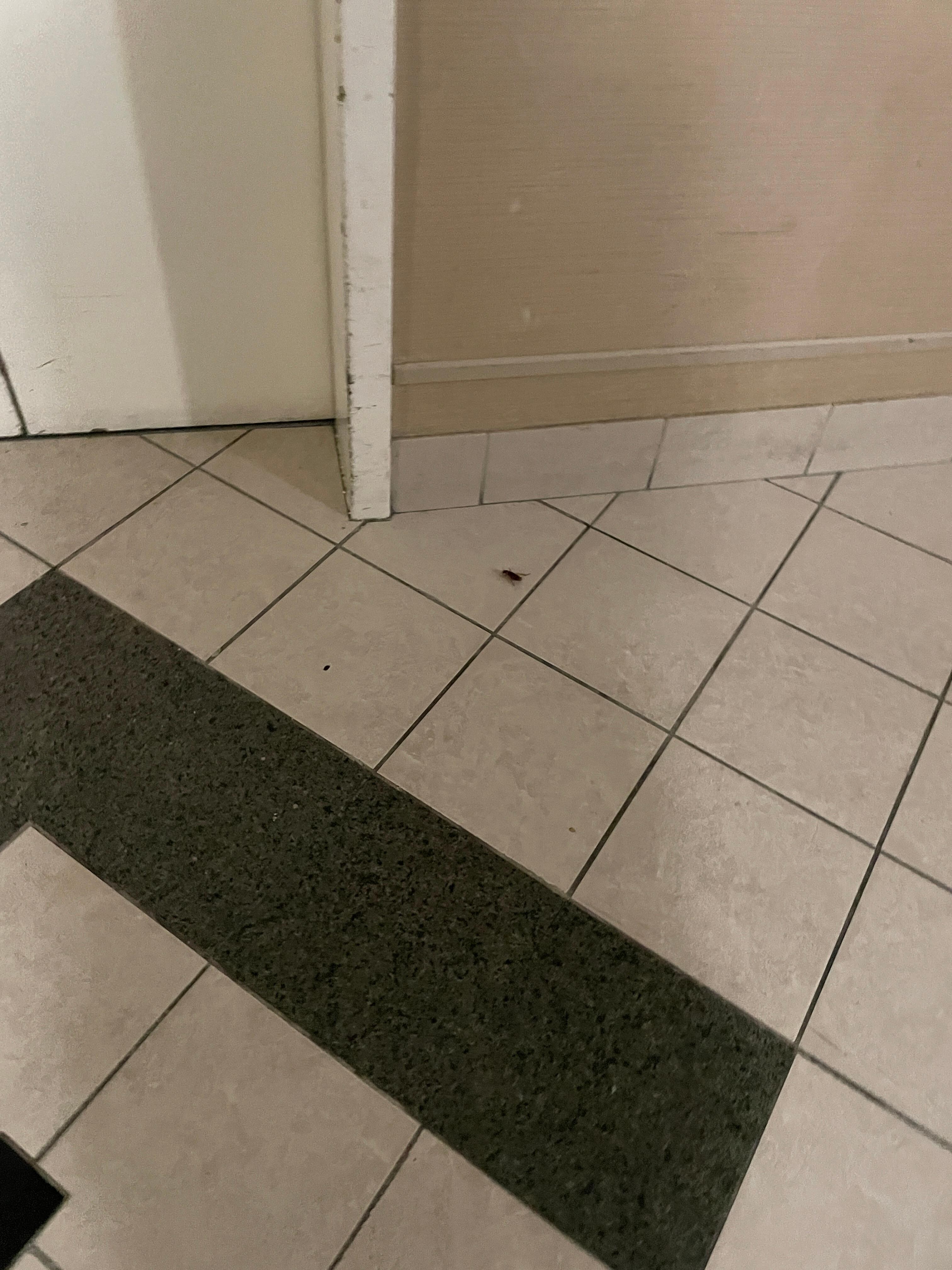 Cafard ou blatte dans l hĂŽtel