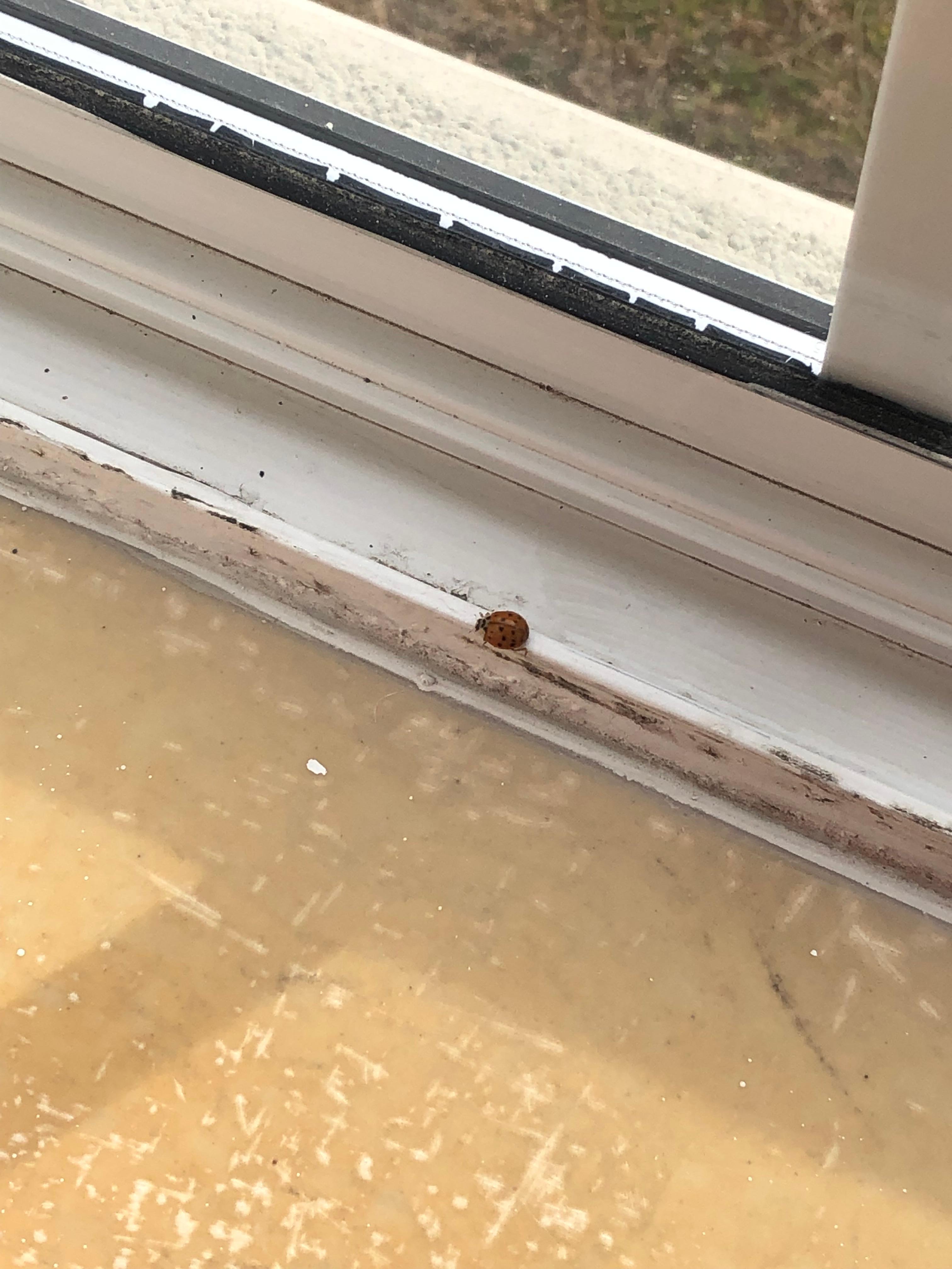 Ladybugs around window