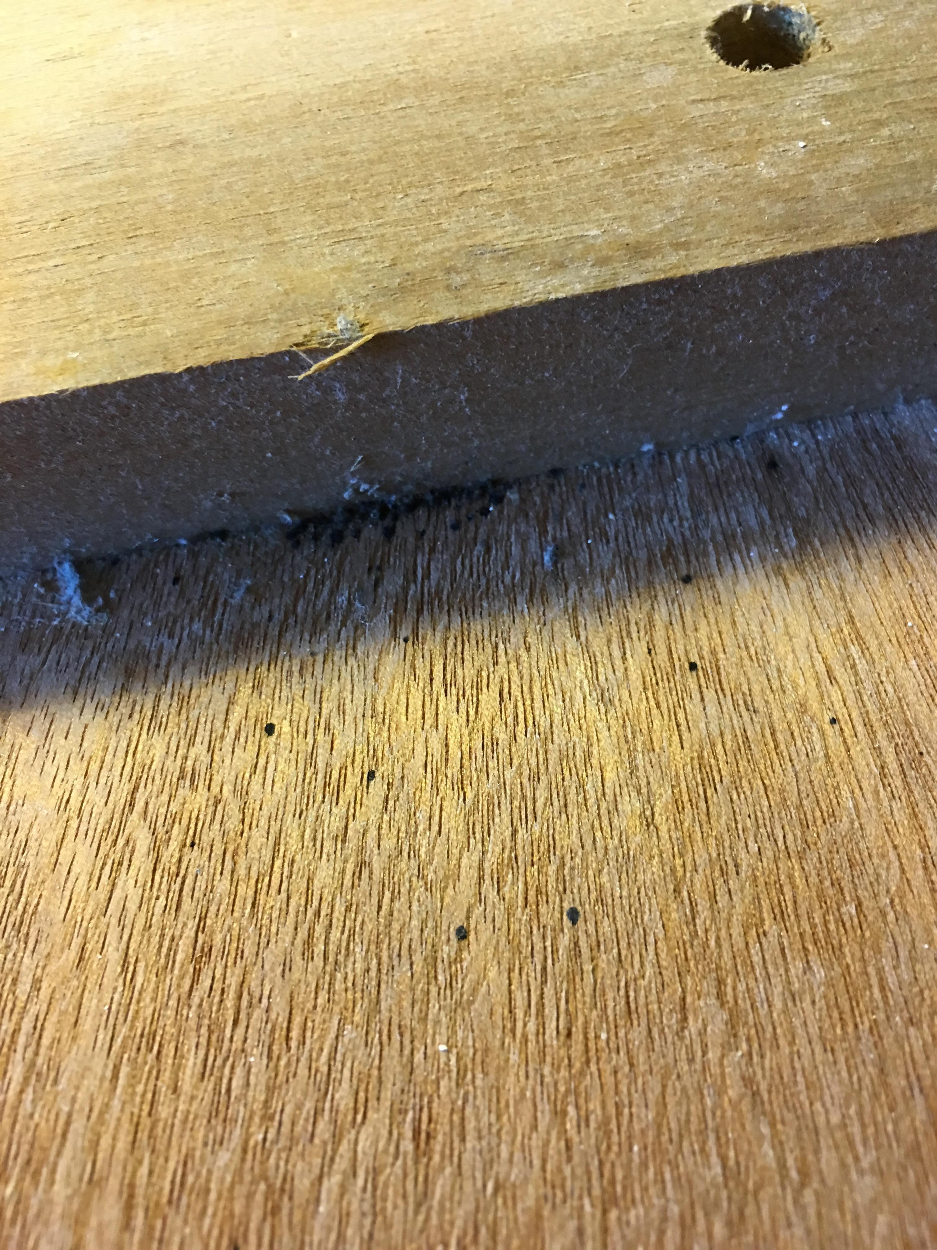 Bed Bug poo