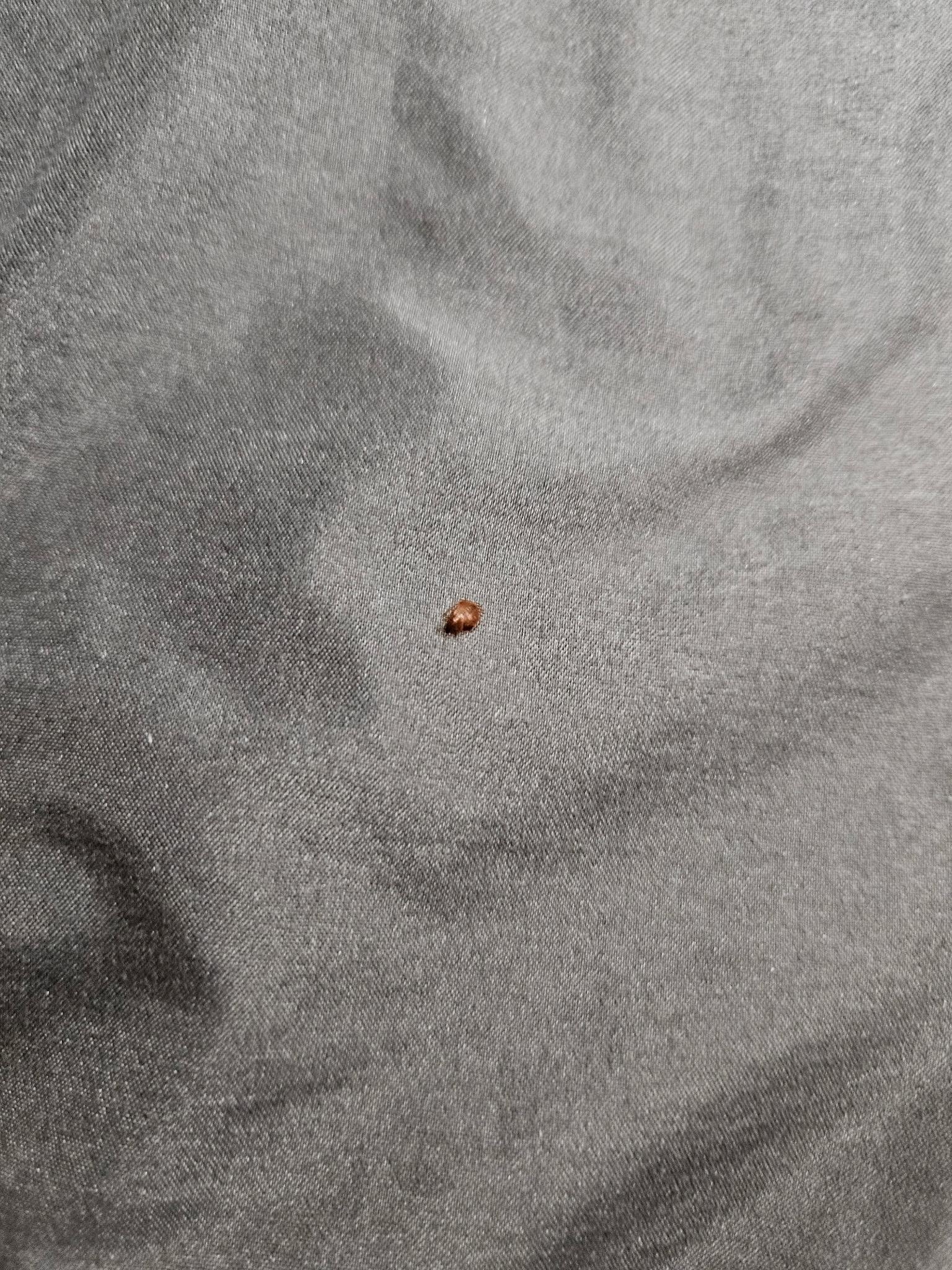 One of the many bedbugs we found