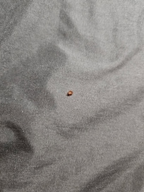 One of the many bedbugs we found