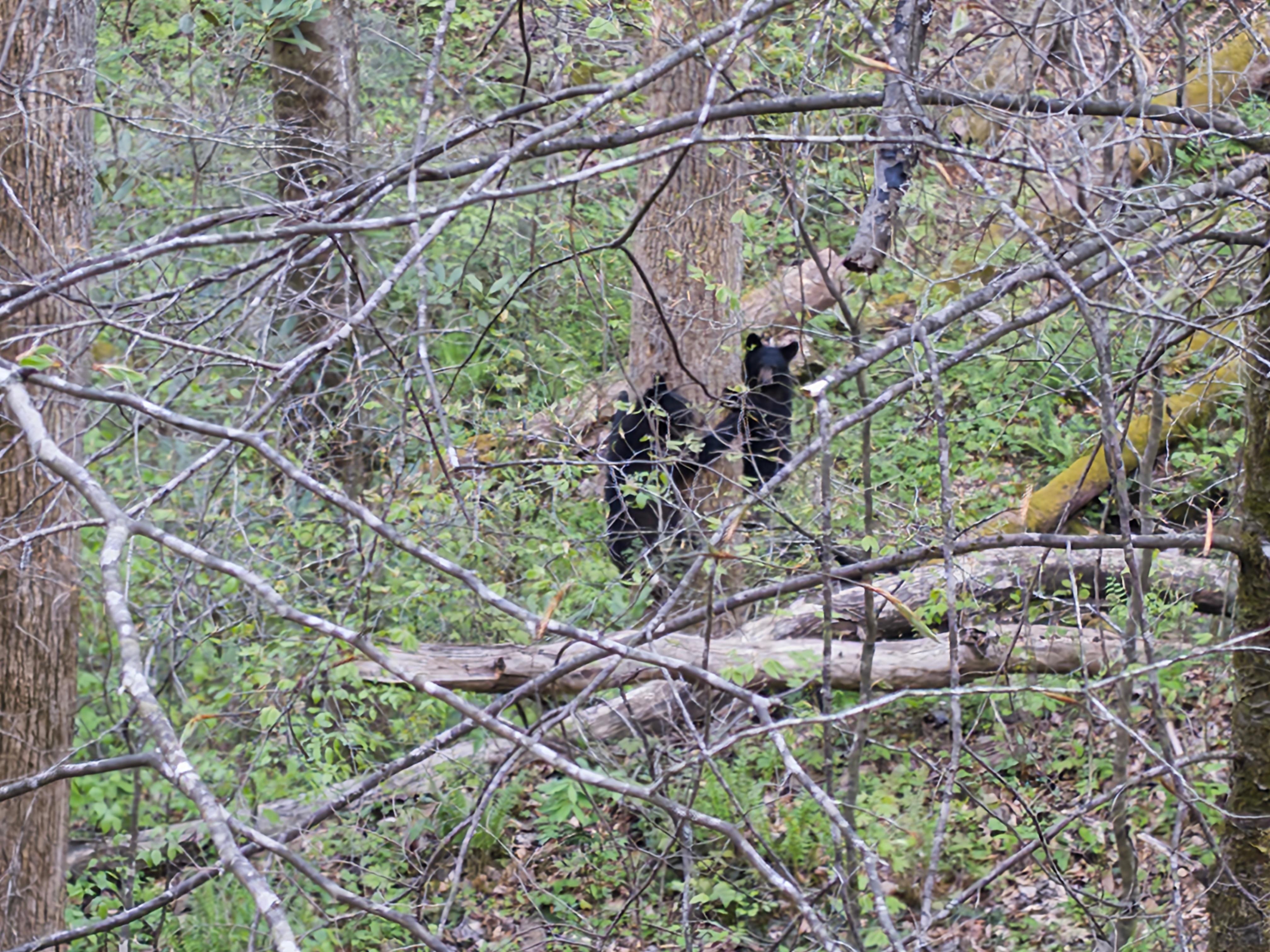 Some of the bears we saw on the road up to the cabin