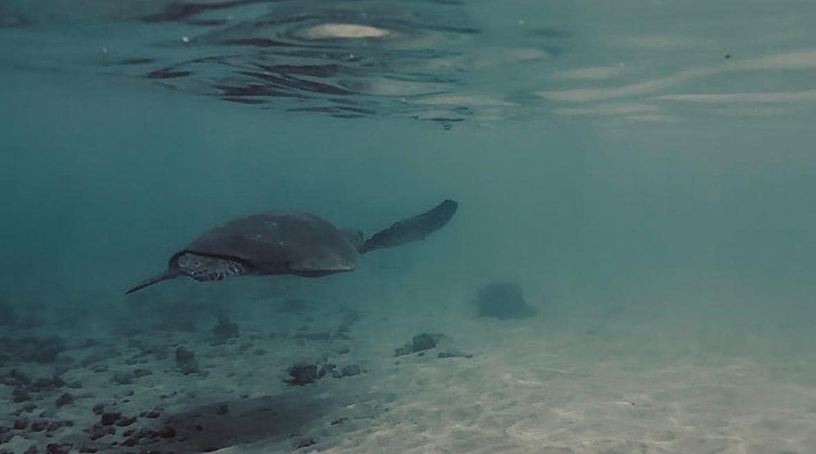 Snorkling with turtles at baby beach, Lahaina