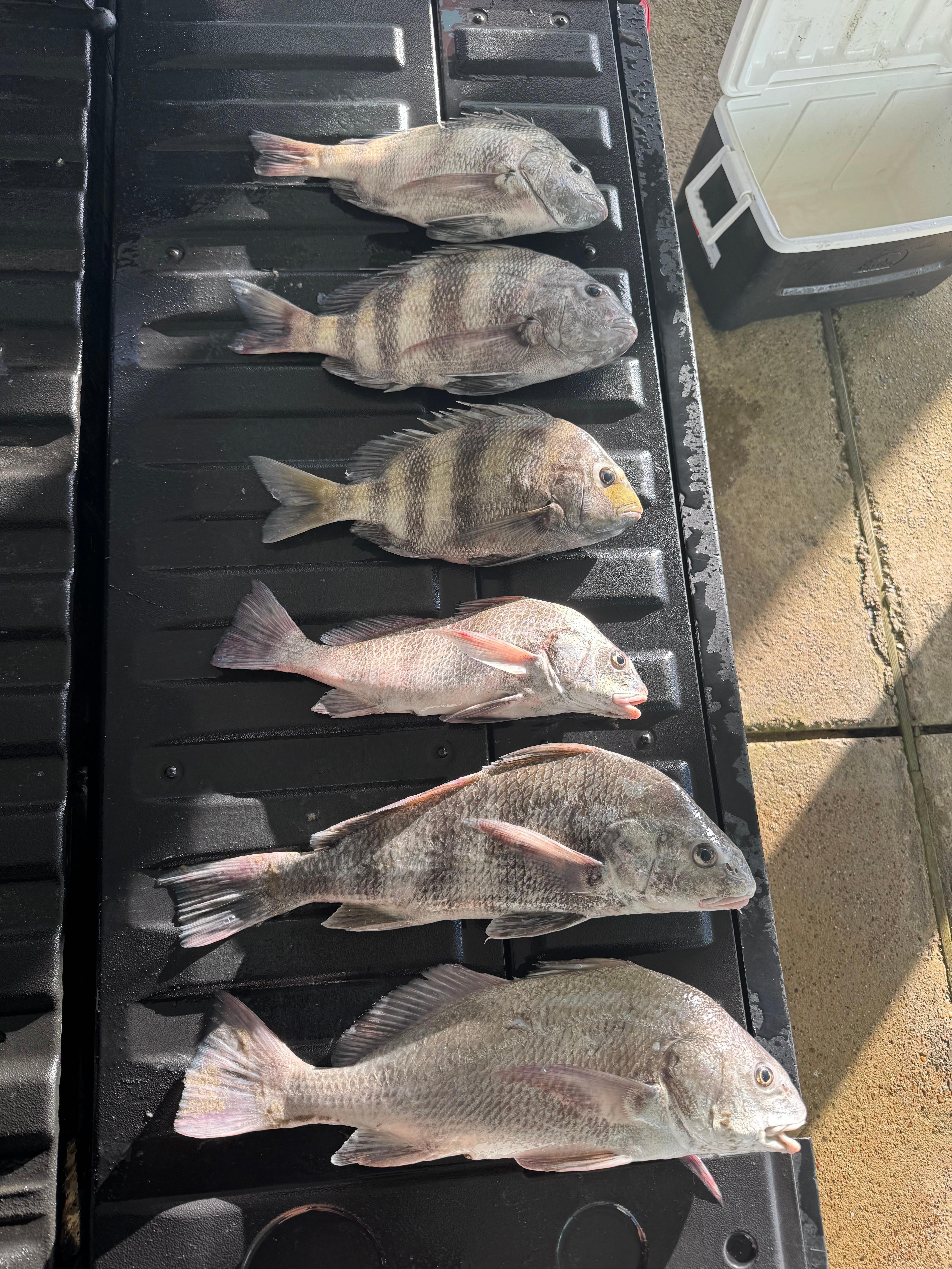 Caught right in front of the house on the beach. 