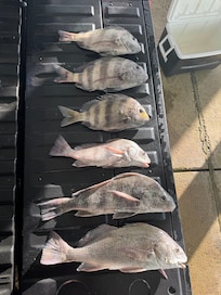 Caught right in front of the house on the beach.