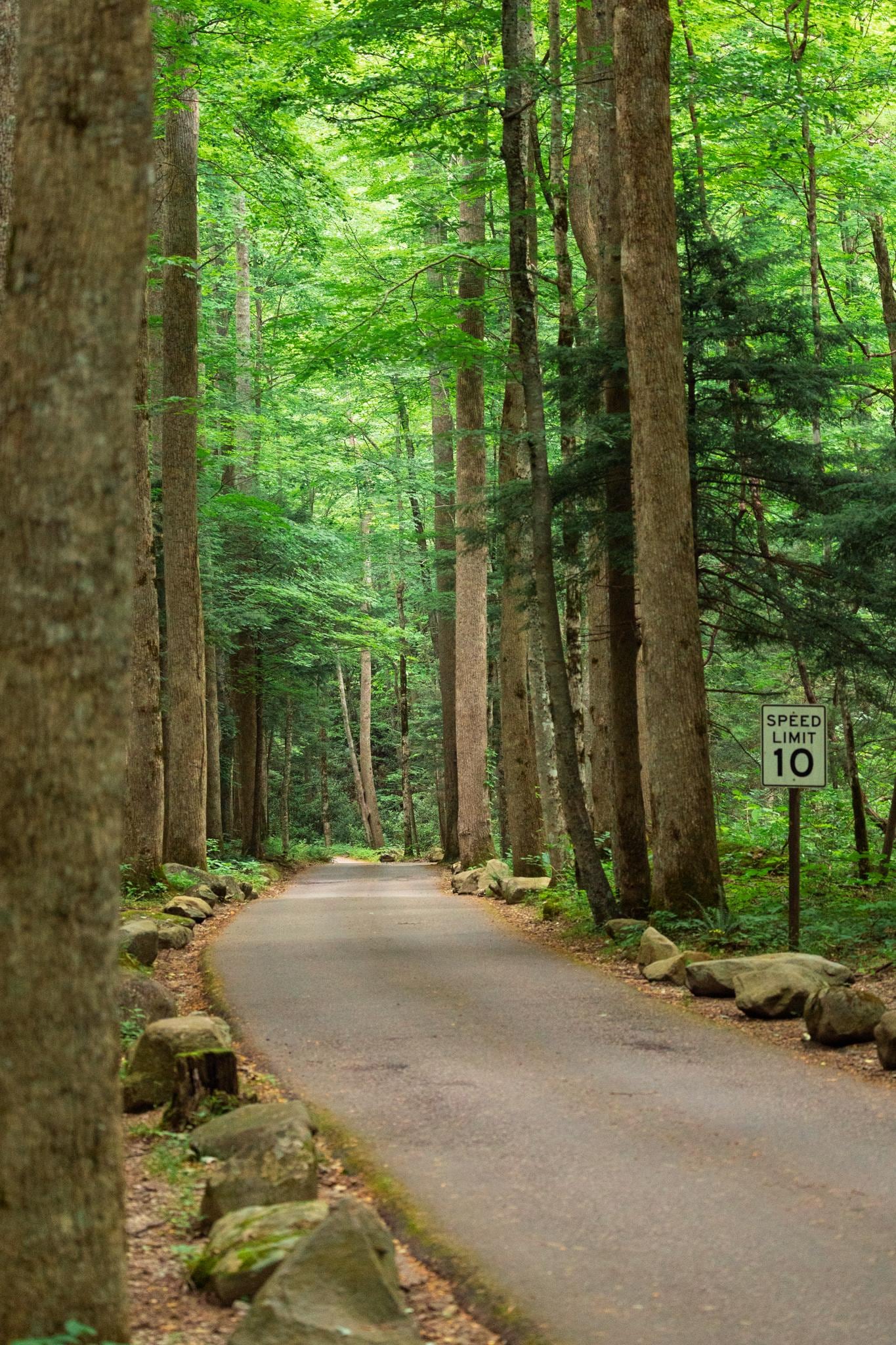 Roaring Fork Motor Trail