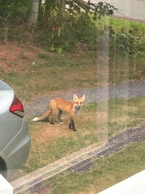Local wildlife 🙂