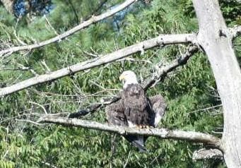 Eagles made their appearance every morning 