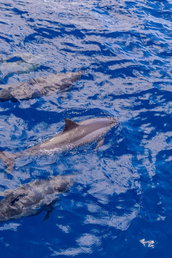 The dolphins are so close to the catamaran!