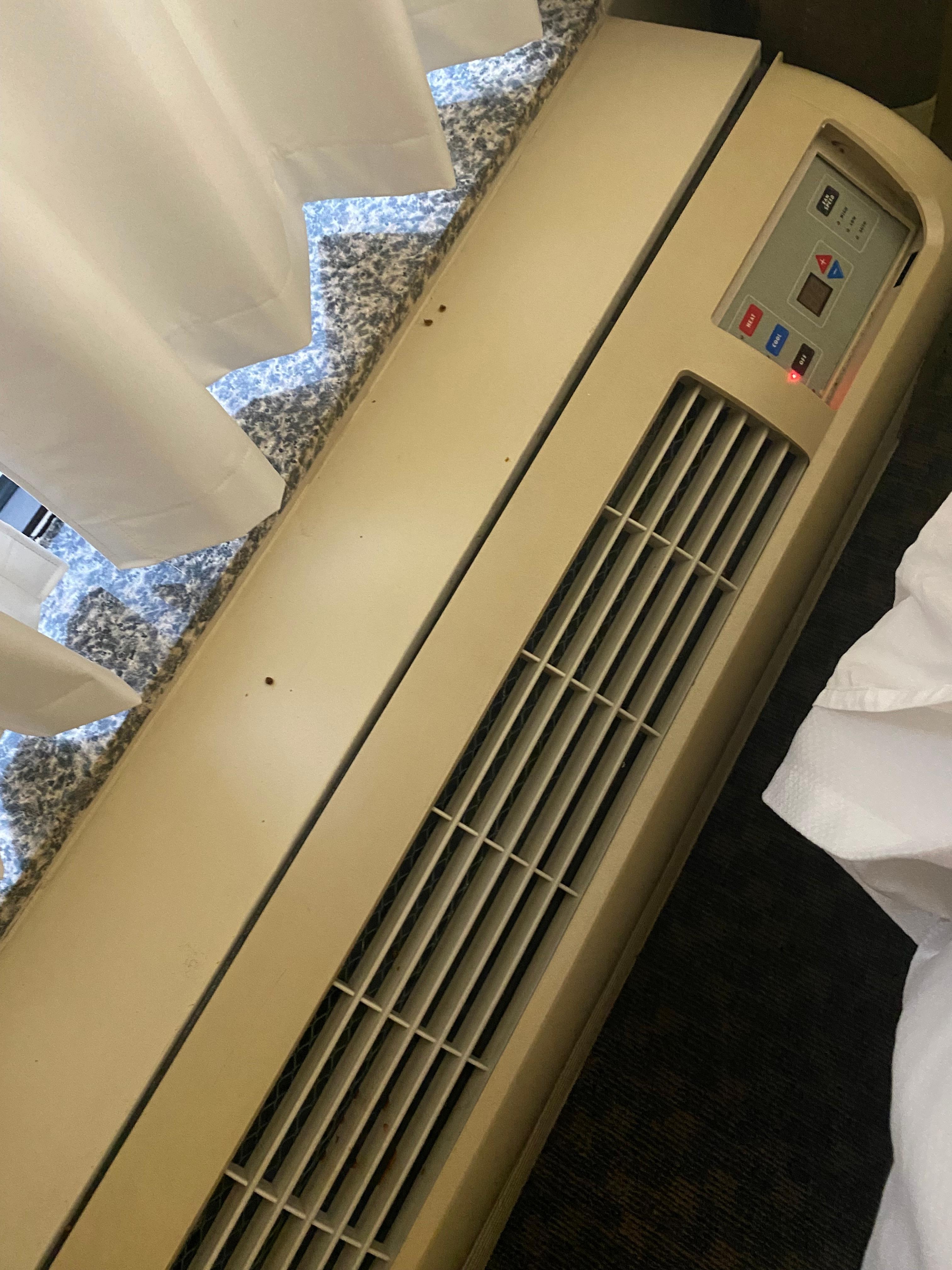 Window with dead lady bug