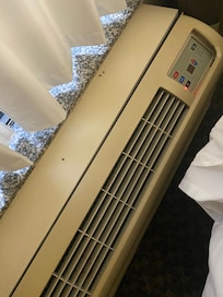 Window with dead lady bug