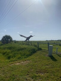 Hubby loved this bird lol
