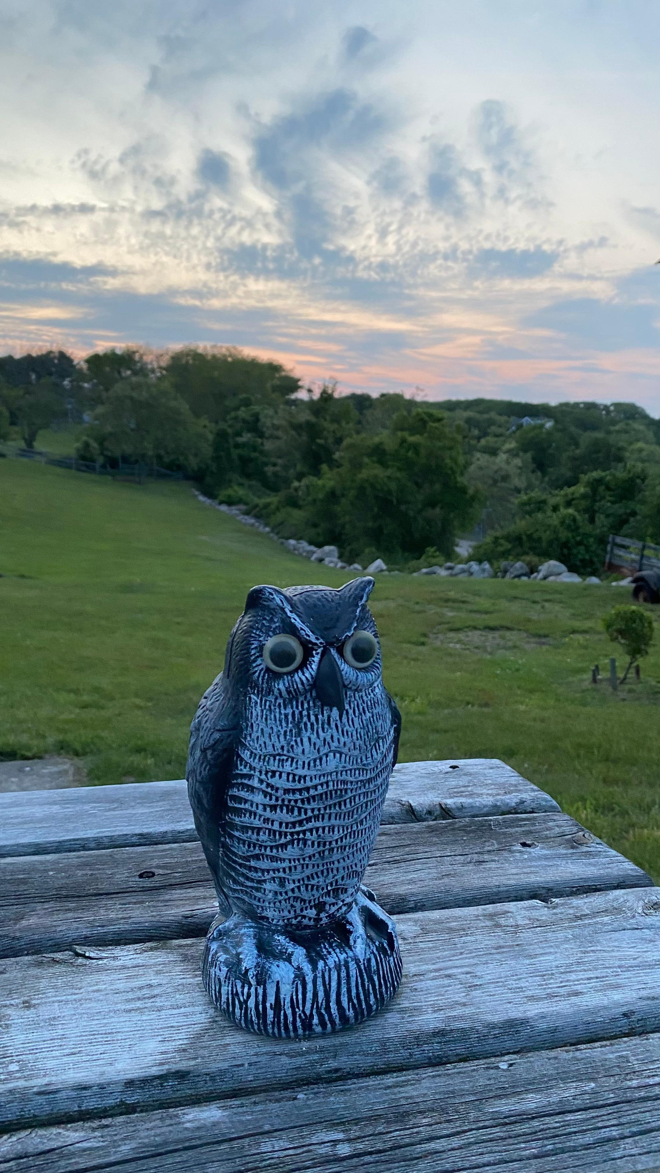 View from picnic table