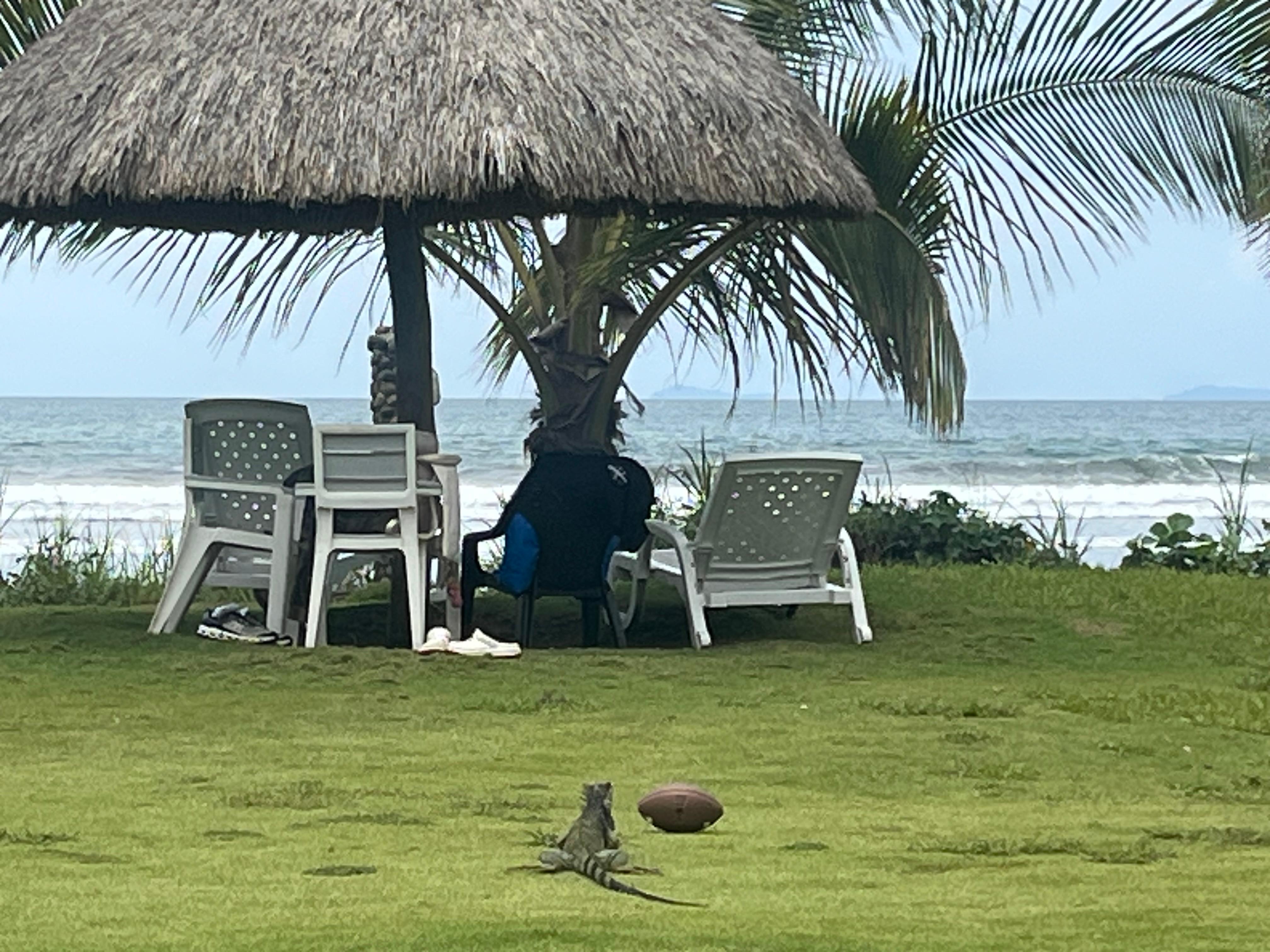 Lo máximo para los amantes de la Naturaleza. En la foto una iguana que iba de paso.