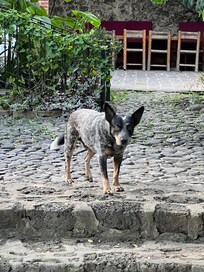 Gis, el perrito del lugar. Súper dócil y tranquilo.