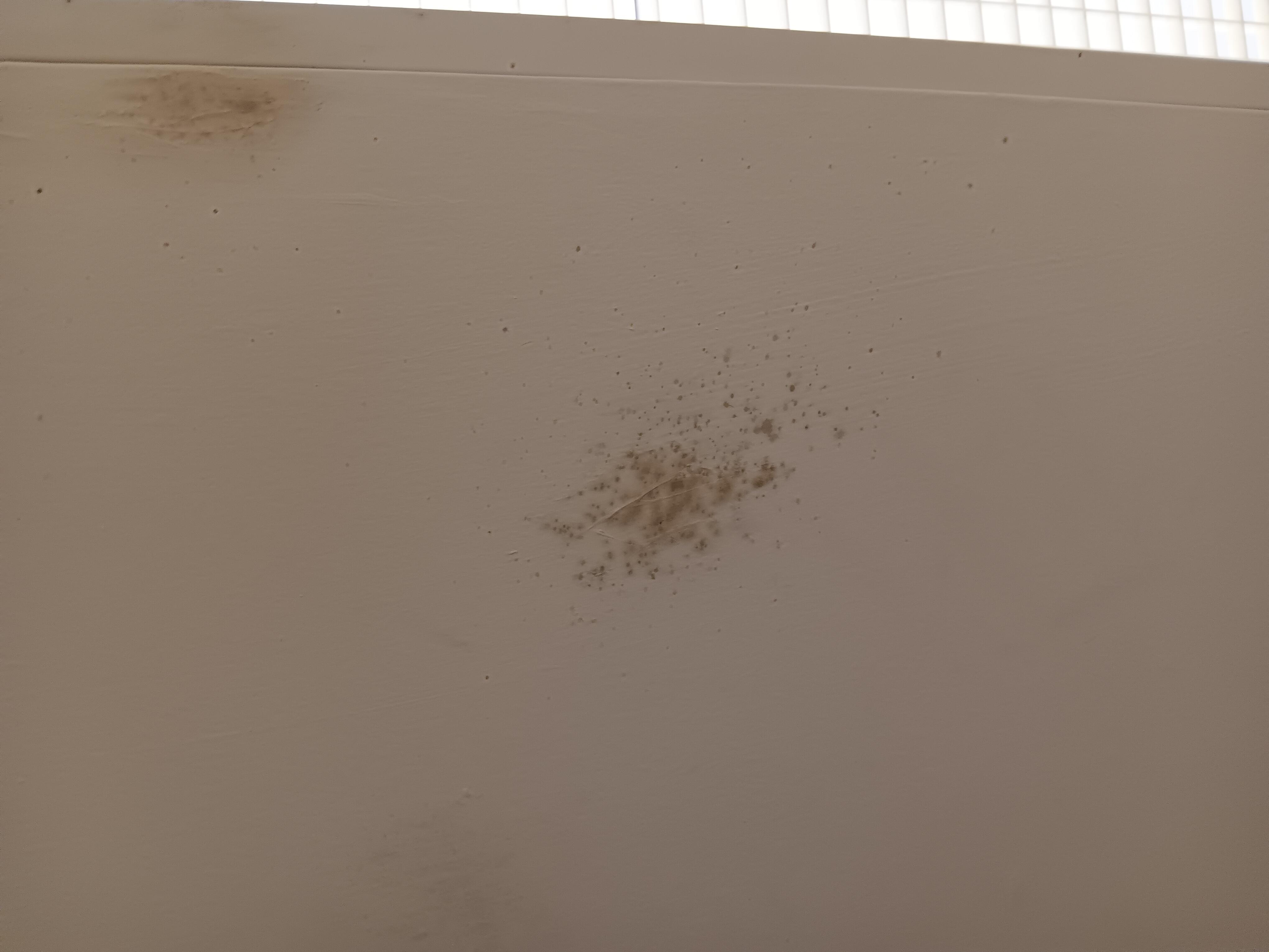 In the bathroom, I'm going to guess this was mold.