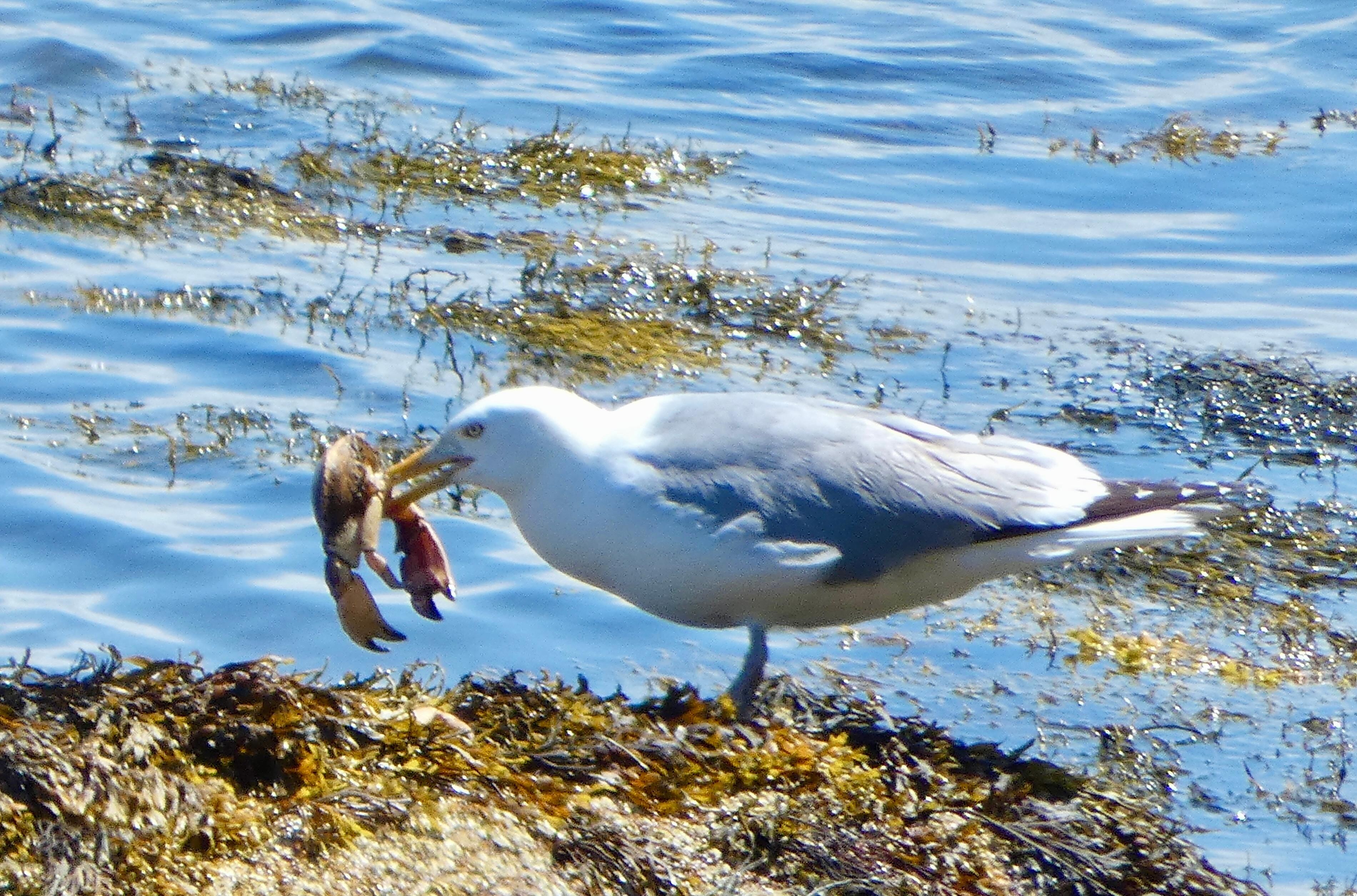 Herring Gull