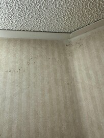 Wallpaper has dark spots and filth everywhere