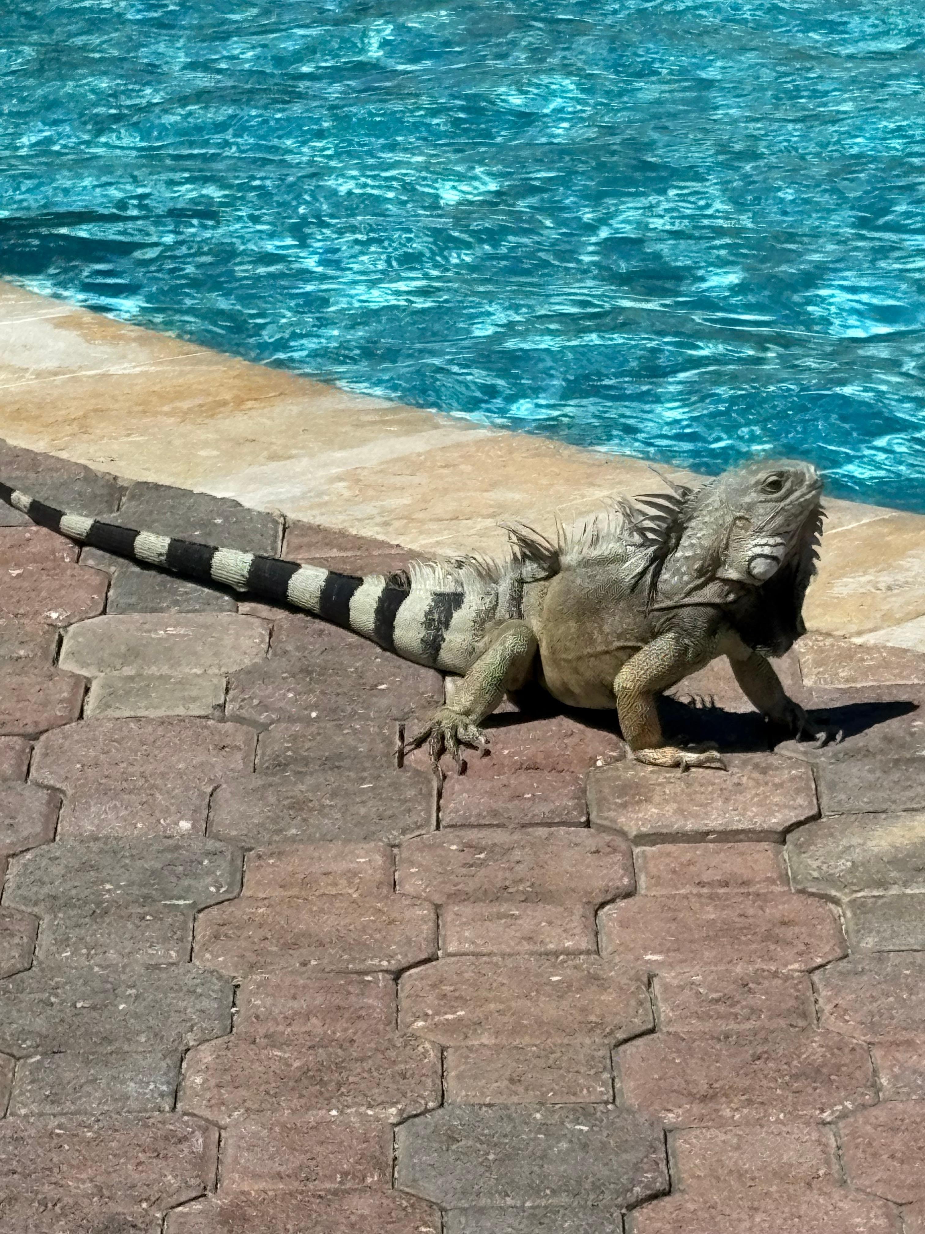 Residents at the pool are entertaining