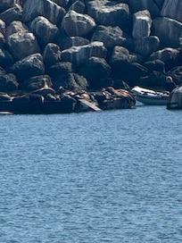 The sea lions on the ocean side of hotel