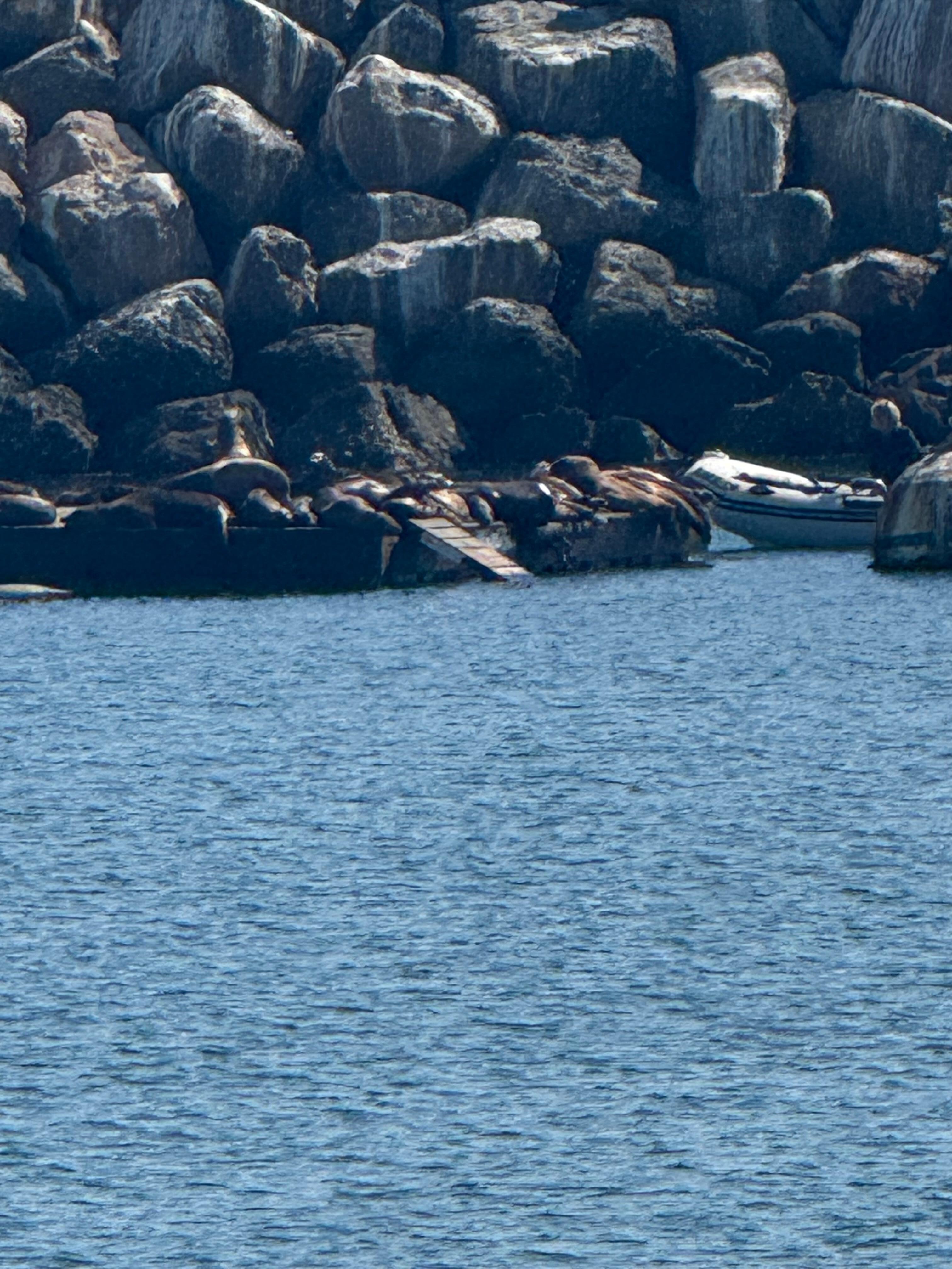 The sea lions on the ocean side of hotel