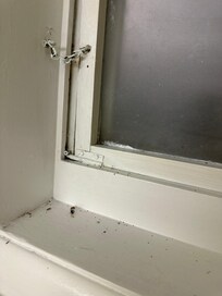 Dead bugs down from spider