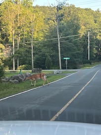 We love to see deer on the road
