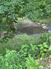 Creek behind backyard