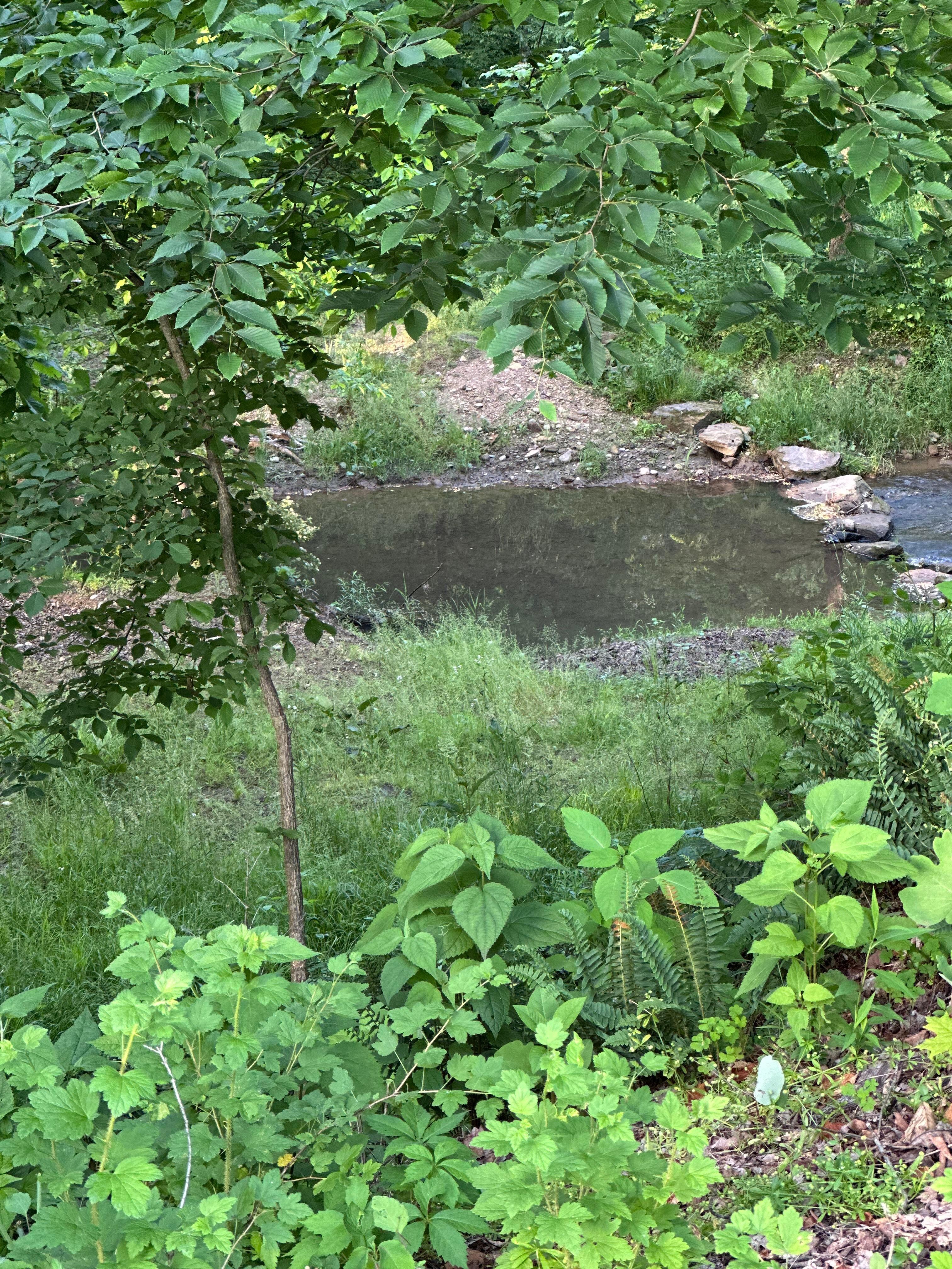 Creek behind backyard 