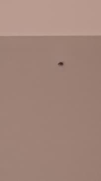 Dozens of black flies in the room