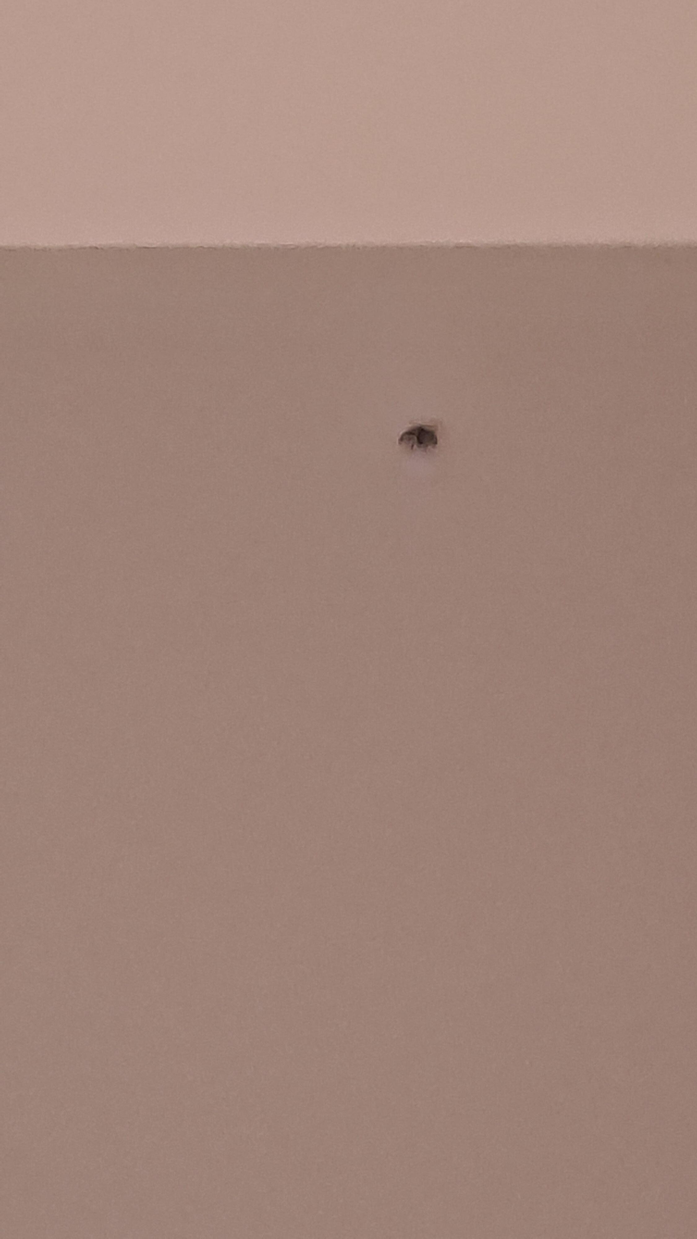 Dozens of black flies in the room