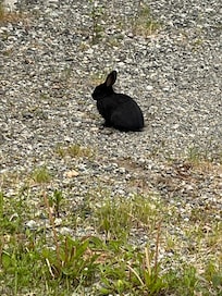 The wild bunnies are so cute!
