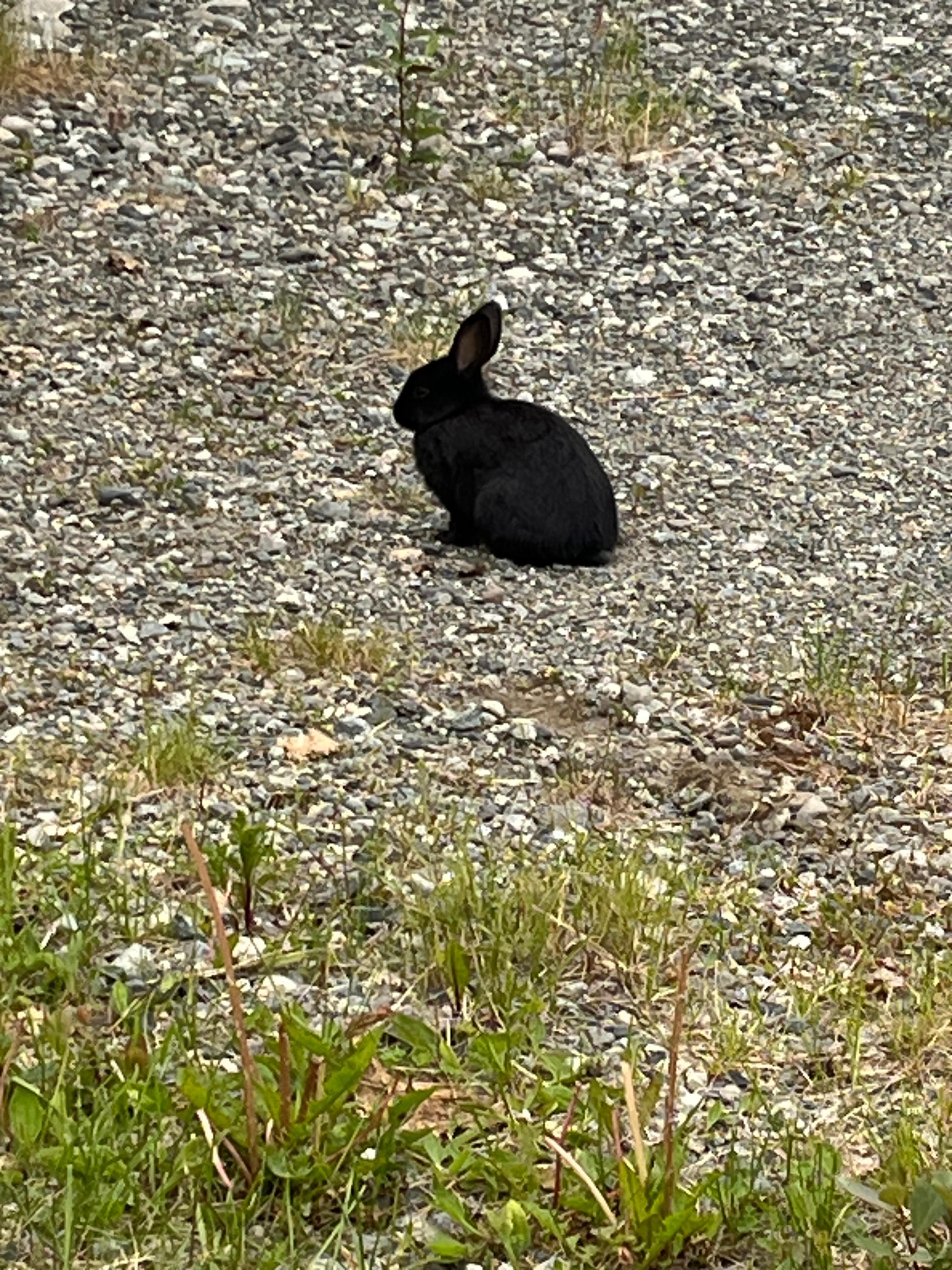The wild bunnies are so cute!