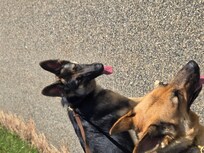 Walking the pups