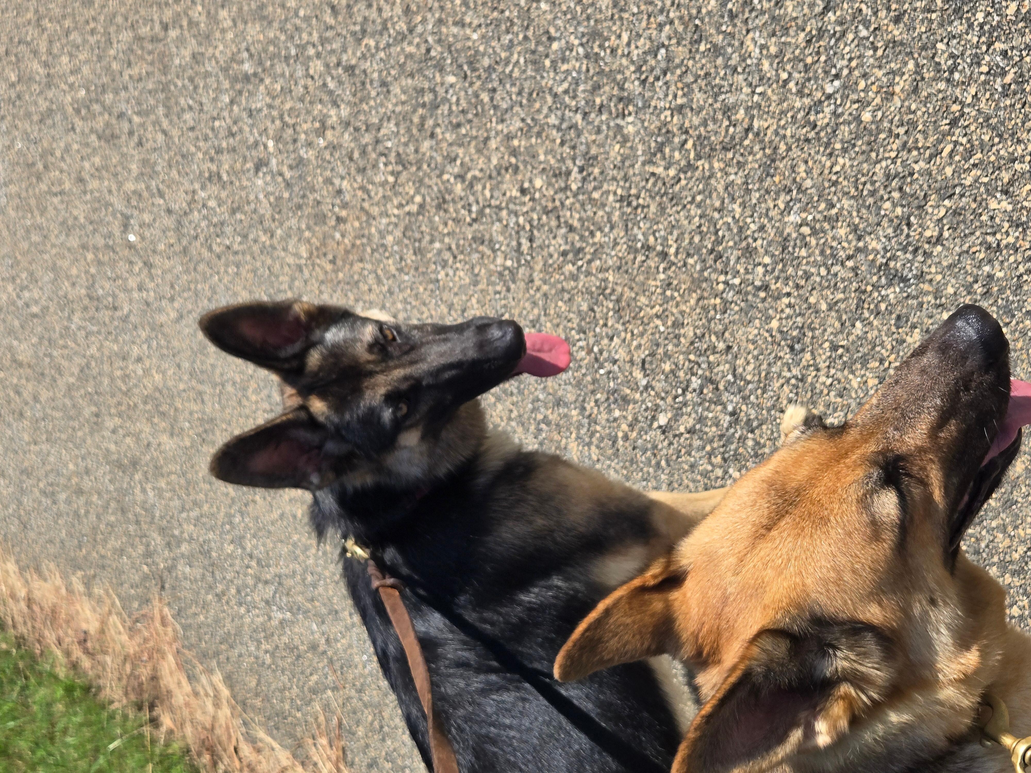 Walking the pups