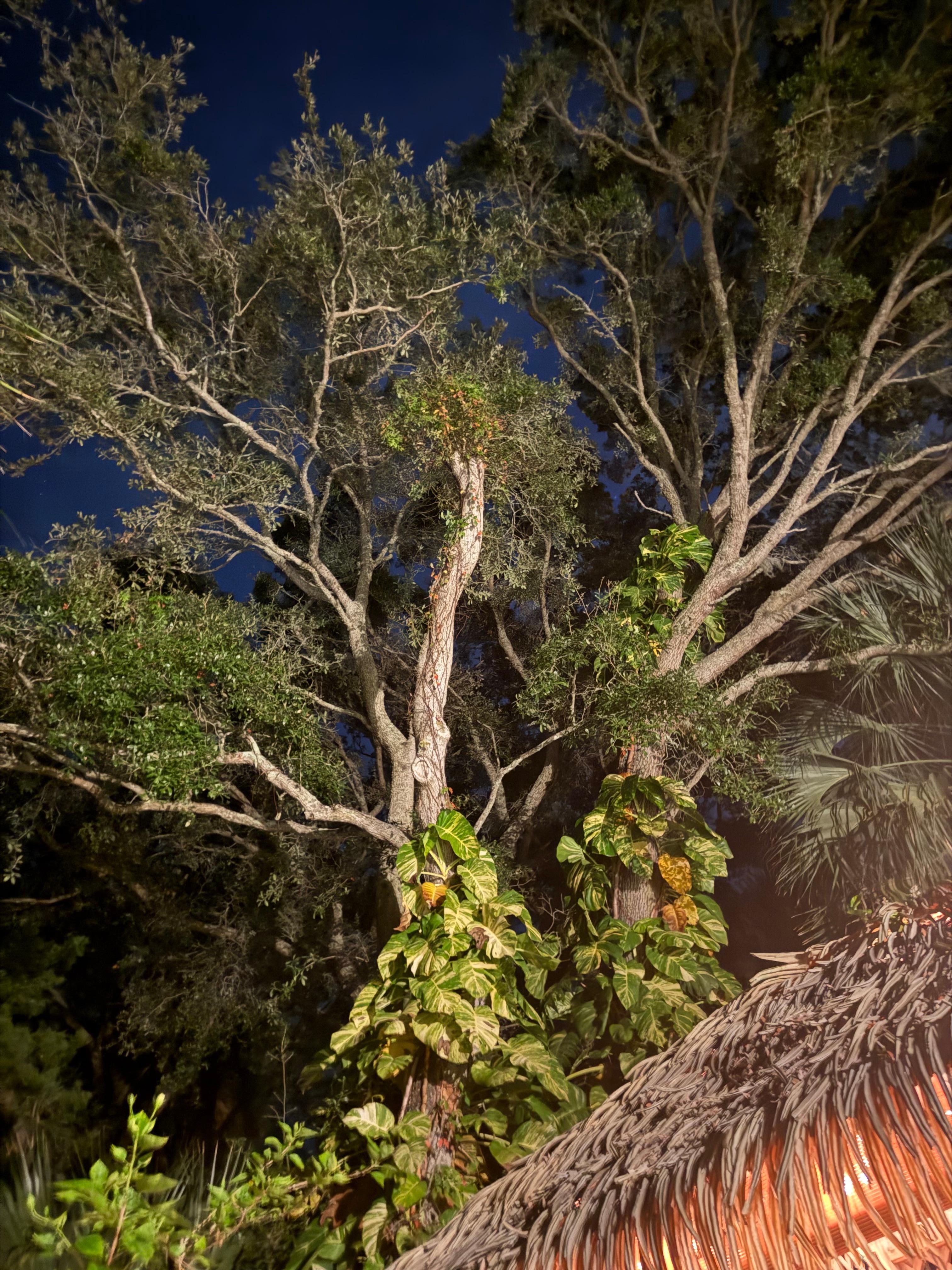 Your private small tropical paradise 