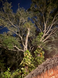 Your private small tropical paradise