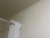 Mold on walls